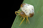 Bird dung spider