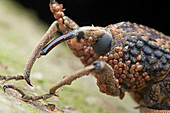 Weevil covered with mites