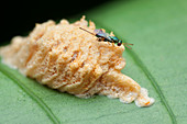 Parasitic wasp on mantis eggs