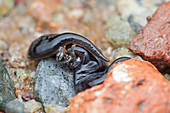 Flatworm with prey