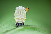 Ladybird larva and parasitic phorid fly