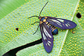 Day-flying tiger moth