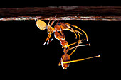 Ant-mimic crab spider with prey