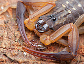 Pseudoscorpion on bark scorpion