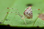 Mirror spider