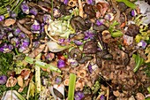 Worms and slugs in a compost bin