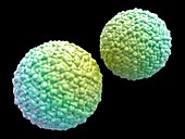 Zika virus particles,illustration