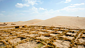 Desertification prevention,China