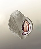 South-claw hermit crab,SEM