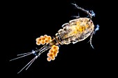 Copepode,LM