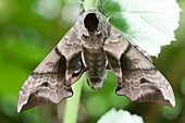 Eyed hawk-moth