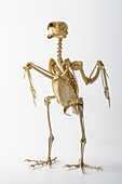 Peregrine falcon skeleton