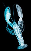 Lobster,X-ray