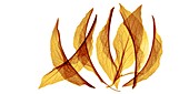 Foxglove (Digitalis sp.) leaves,X-ray
