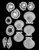Sea shells,X-ray