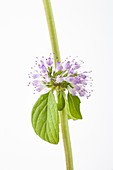Pennyroyal (Mentha pulegium) flowers