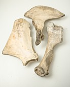 Elephant bones