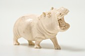 Ivory hippo