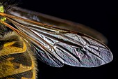 Wasp wing,light micrograph