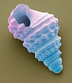 Gastropod microfossil,SEM