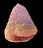 Foraminiferan microfossil,SEM