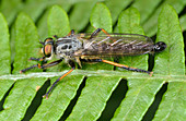 Common awl robberfly