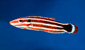 Candy cane hogfish