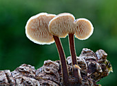 Ear pick fungus