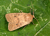 Rustic moth