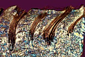 Camel skin and hair,light micrograph