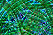 Oscillatoria cyanobacteria,micrograph
