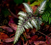 Japanese 'Metallicum' fern