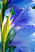 Gladiolus 'Blue Isle'