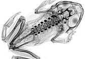 Poison frog,X-ray