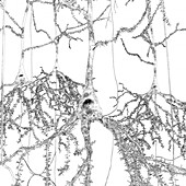 Pyramidal nerve cells,illustration