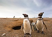 Magellanic penguins around their burrow