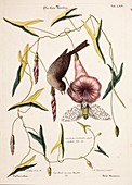 1768 Catesby Seligmann cicada bird plate