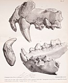 1825 John MacEnery fossils Kent's Cave