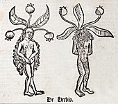 1491 Mandrake couple Hortus Sanitatis