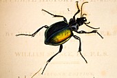 1818 Kirby Spence carabid beetle frontis