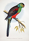 1887 Extinct Australian Paradise Parrot