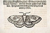 1683 Maria Sybella Merian Metamorphosis