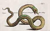 1657 Merian Norwegian Sea Serpent monster