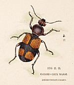 1806 Darwin beetle Panagaeus cruxmajor