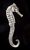 Seahorse skeleton vertebrate exoskeleton