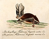1796 Longeared bat Bechstein conservation