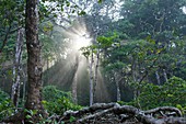 Panama Tropical Rainforest Jungle Coiba