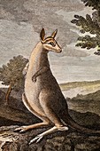 1790 print version Banks Stubbs Kangaroo