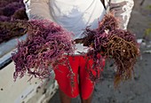2015 Agar seaweed algae coastal farming