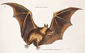 1800 Shaw Vampyre vampire bat
